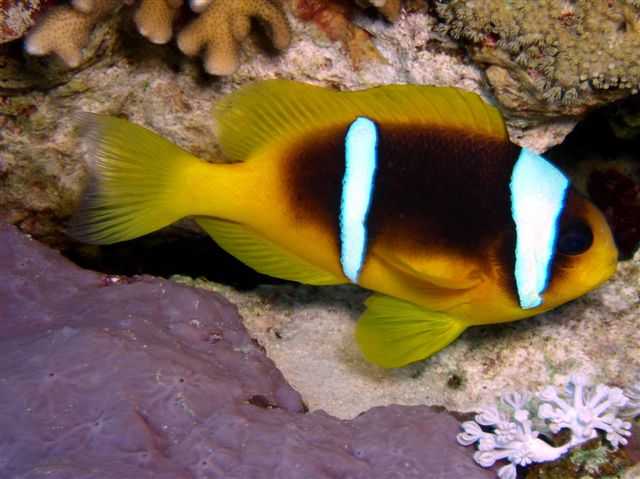 AMPHIPRION BICINCTUS